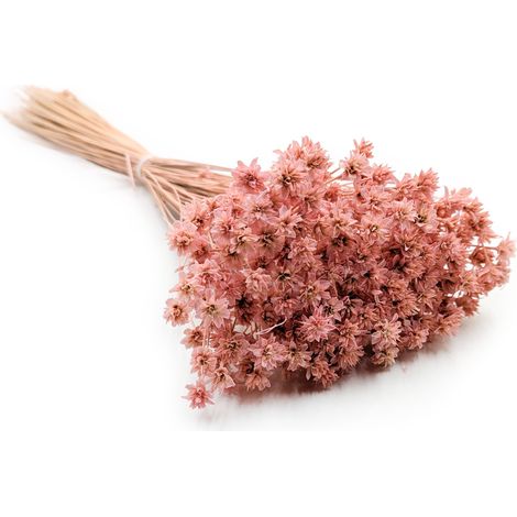 Hügelblume - Rosa (1/5)