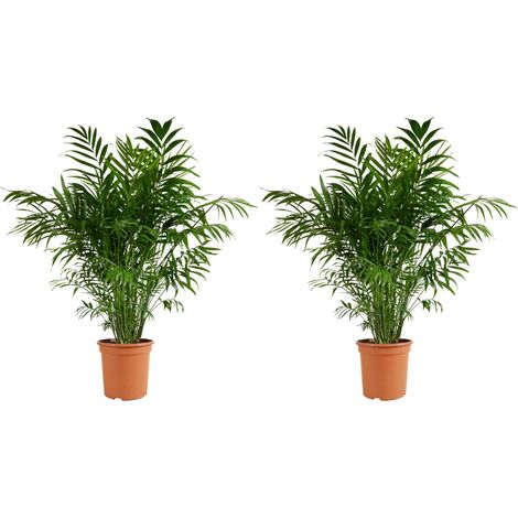 Bloomique - Lot de 2 - Chamaedorea Elegans - Palmier nain du Mexique - Plantes d'intérieur - Purifiant l'air - Respectueux des animaux - Facile d'entretien - Hauteur 80-100 cm - Pot 20 cm (1/5)