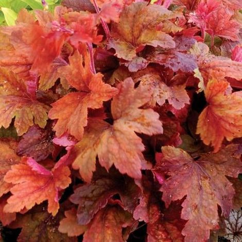 Heucherella Sweet Tea®/Godet