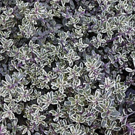 4 x Thym citron  - Thymus citriodorus 'Silver Queen'  - godet