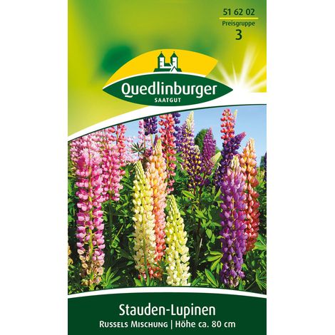 Quedlinburger Saatgut – Lupin vivace Russels en mélange – Graines de fleurs, hauteur env. 80 cm, environ 10 plants (1/2)