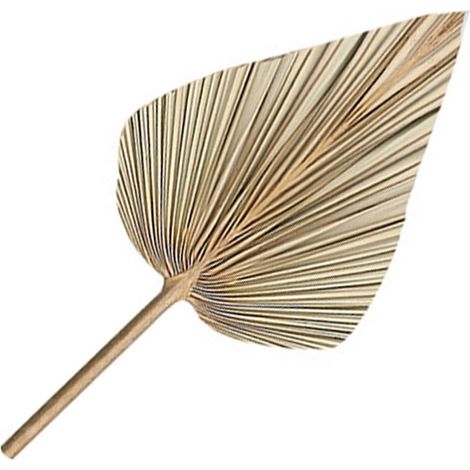 20 feuilles de palmier séchées, éventails de palmiers séchés, branches de palmier séchées style bohème, feuilles de palmier artificielles, feuilles de palmier tropicales (1/5)