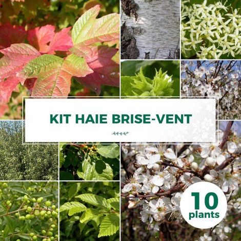 Haie Brise-Vent - 10 arbustes (1/2)