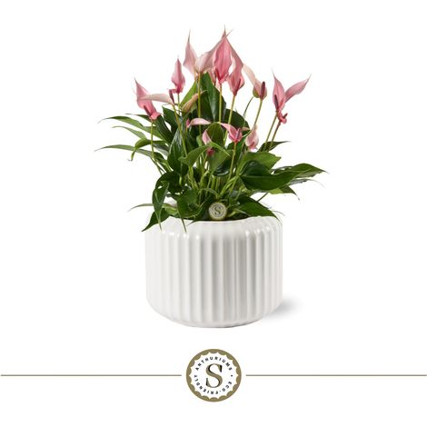 Cache-pot Décoratif en Céramique Blanc White Lilli avec Plante Anthurium Ø 16 x H 40 cm - PANGIVO (1/2)