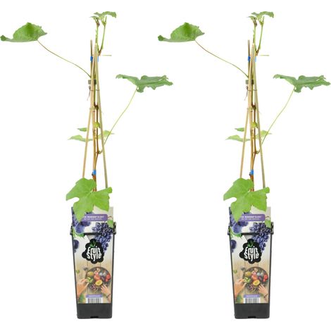 Bloomique - 2x Vitis Vinifera 'Boskoop Glory' - Plant de raisin - Raisins bleus - Plantes fruitières - Plantes de jardin - Résistant à l'hiver - Pot 14 cm - Hauteur 60-70cm