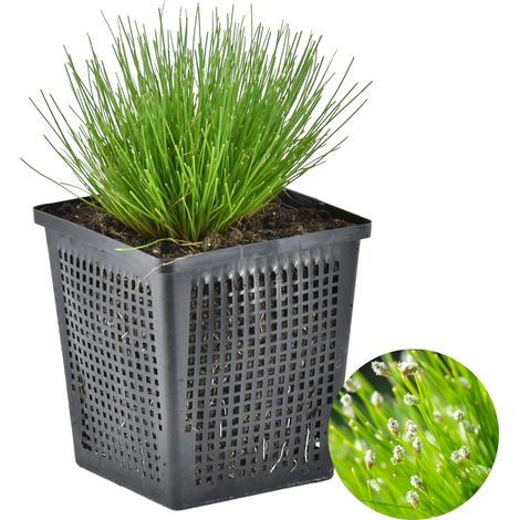 Bloomique - Scirpus Cernuus - Scirpe retombant - Plantes de bassin - Plantes aquatiques - Rustique - Hauteur 10-20 cm - Pot 11 cm