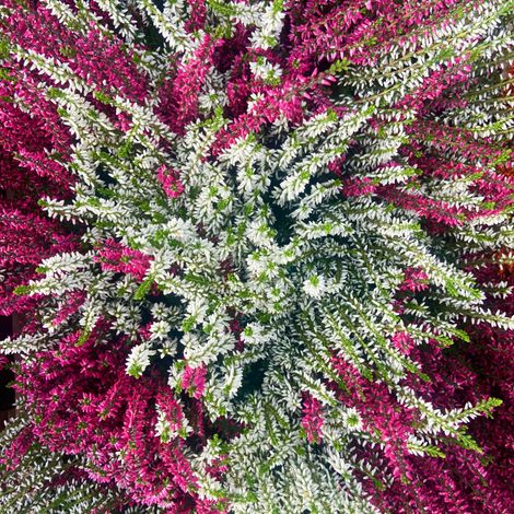 Bruyere Calluna en Pot Bicolore 12cm (1/2)