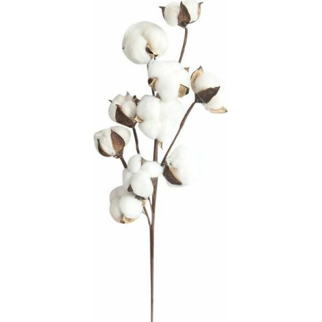 10 fleurs de coton séchées, branches de kapok, fleurs éternelles séchées, accessoires de décoration de bouquet de bricolage en cot (1/5)