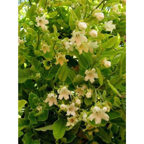 Araujia sericofera 'Alba' Pot de 1L/1,5L
