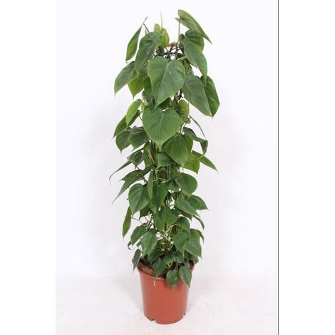 Philodendron Scandens Plante d’Intérieur Grimpante Feuillage Coeur Pot 24 cm Hauteur 120 cm - PANGIVO