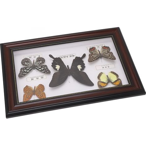 Spécimen de Papillons Exquis pour Décoration Maison - Cadre Noir Idéal Cadeau (1/5)