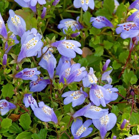 Bloomique - Lot de 3 - Mazus Reptans - Mazus rampant - Plantes de bassin - Plantes aquatiques - Rustique - Hauteur 10-20 cm - Pot 9 cm