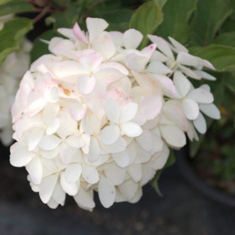 Hortensia paniculata Phantom, Hydrangea paniculata/Pot de 3L - 40/60 cm (1/2)