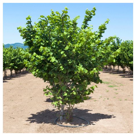 Nocciolo "Corylus avellana" Tonda di Giffoni pianta di 2/3 anni in vaso ø24 cm h. 100/150 cm