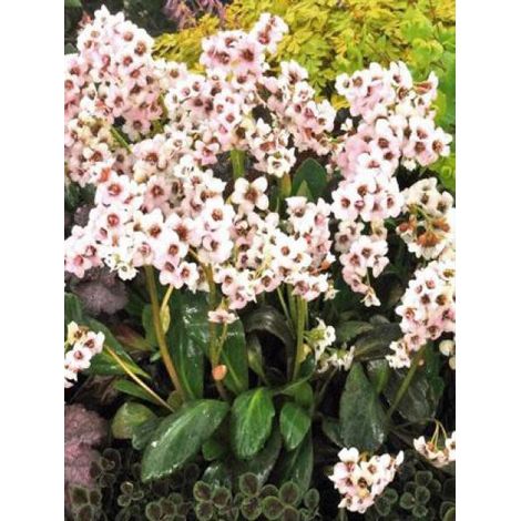 Bergénia 'Dragonfly Angel Kiss' Godet de 8/9 cm