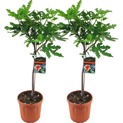Bloomique - Lot de 2 - Ficus Carica ‘Brown Turkey’ - Figuier - Arbre fruitier - Plantes de jardin - Résistant au gel - 80-100 cm de haut - Pot 21 cm