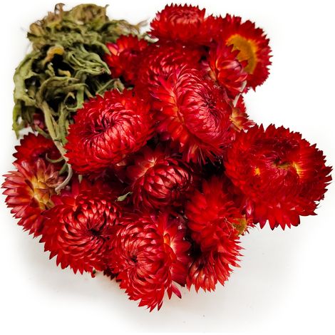 Helichrysum Granvia® Seco - (Helichrysum Granvia®) - Rojo