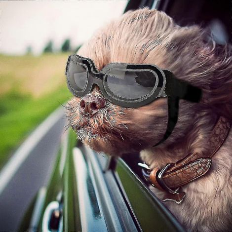 Lunettes de protection pour chiens de petite et moyenne taille, protection UV, coupe-vent, pour chiots. (1/4)