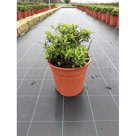 BUDDLEJA DAVIDII BUTTERFLY CANDY LITTLE TOUFFE 24 WHITE