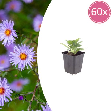 Lot de 60 Aster frikartii 'Mönch' Plantes Vivaces à Floraison Longue Bleu Violacé 10-25cm Ø9cm - PANGIVO (1/5)