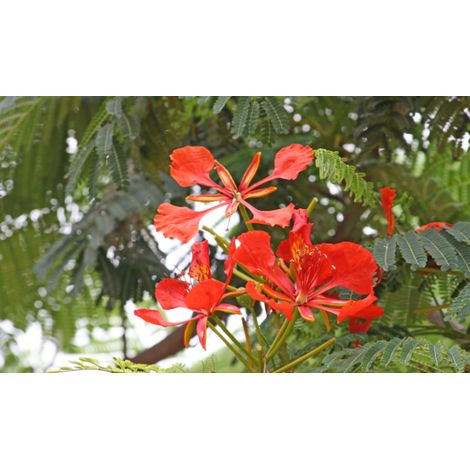 Pianta Delonix regia, albero del fuoco, H 90cm vaso 18cm (1/4)
