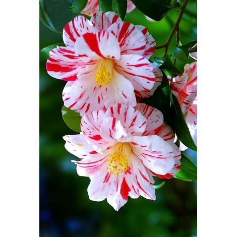 Pianta di Camellia japonica 'Peppermint' vaso 18