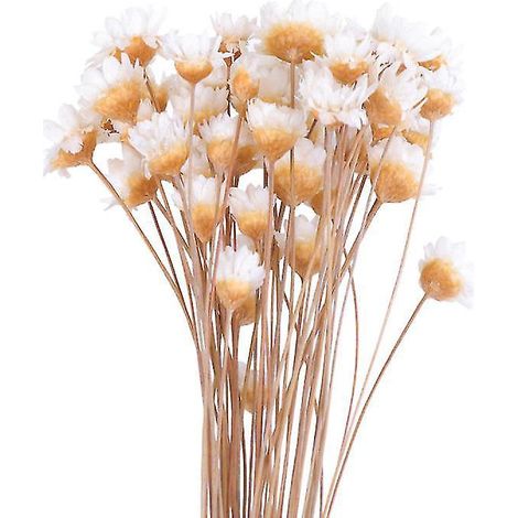 50 fleurs séchées