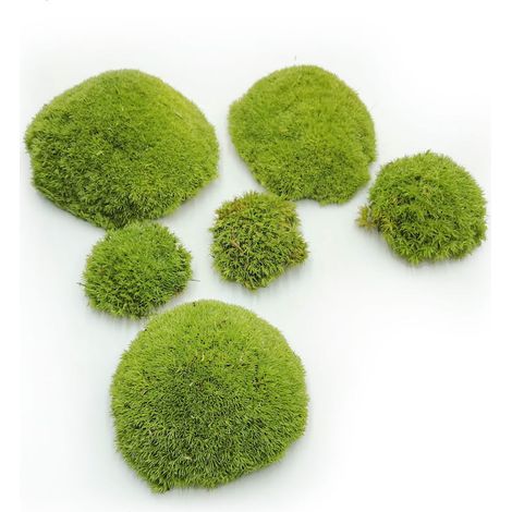 Muschio a cuscino - Verde chiaro naturale - 0,1 m² (40x25 cm) - Francia