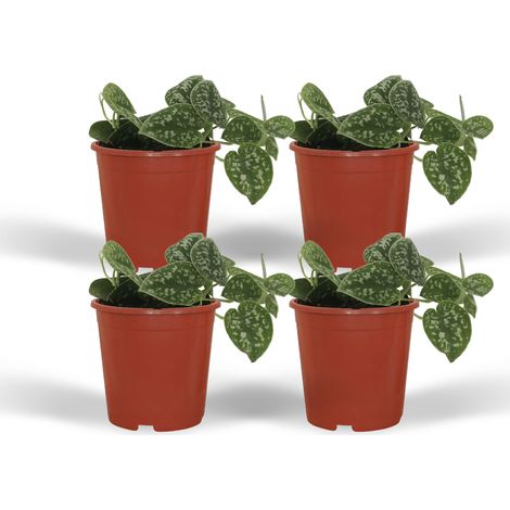 Lot de 4 Scindapsus Pictus Epipremnum - Plantes Vertes d'Intérieur - ø12 cm - H15 cm - PANGIVO (1/5)