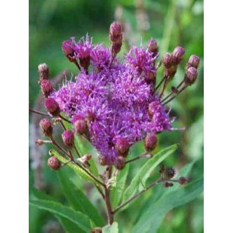 Vernonia crinita 'Mammuth' Godet de 8/9 cm