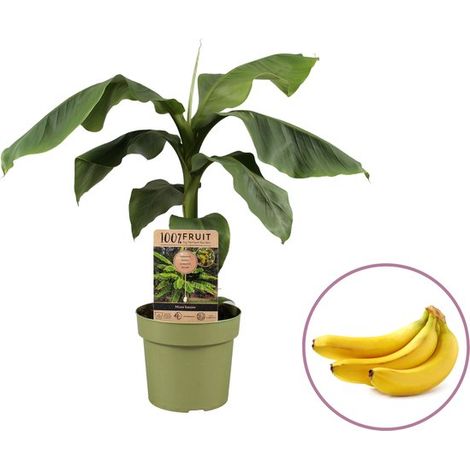 Bananier Musa Basjoo - hauteur 60-70 cm - rustique - Pot de 19-21 cm (1/5)