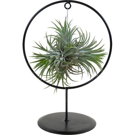 Bloomique - Tillandsia Magic Ball en anneau - Plante aérienne - Plante d’intérieur - Très facile d’entretien - 30 cm de haut