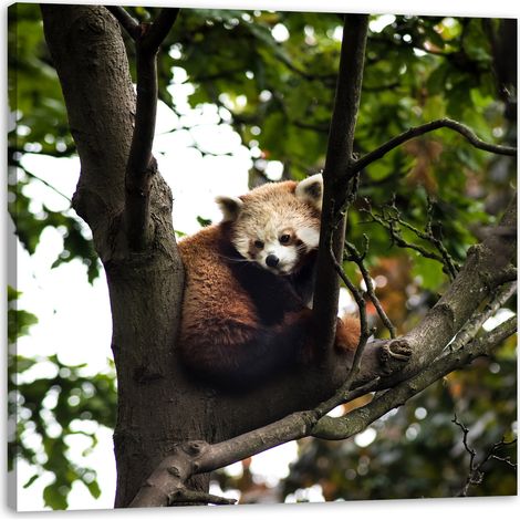 Impression sur toile Animaux Panda roux 40x40 cm