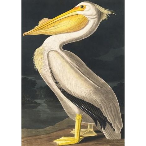 B6-Karte mit einem weißen Pelican-Umschlag