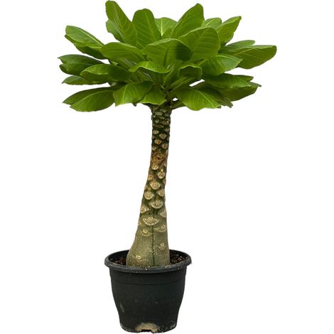 Palmier d'Hawaï Brighamia Insignis Plante Verte d'Intérieur Tropicale 25 cm Pot Ø 12 cm - PANGIVO