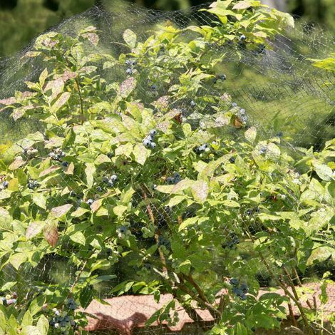 Windhager Vogelschutznetz Ortonet 10 x 2 m Netz (1/3)