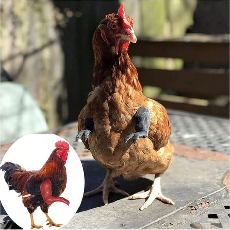 3 paires d'ornements de bras de poulet. Ornements de pattes avant de poulet. Parodie d'animal de compagnie dinosaure pour Chicken Arms (noir). (1/2)