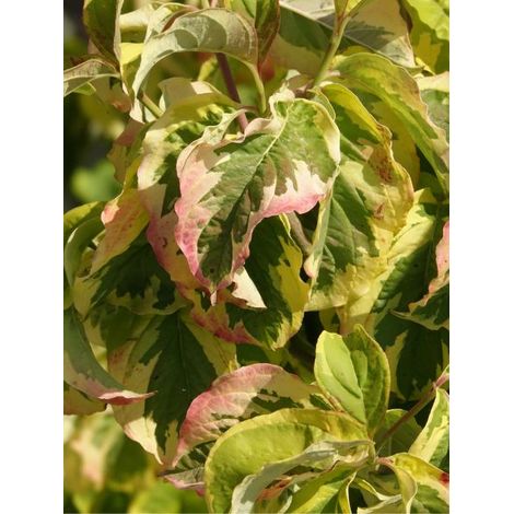 Cornouiller à grandes fleurs 'Rainbow' Pot de 6L/7L (1/4)