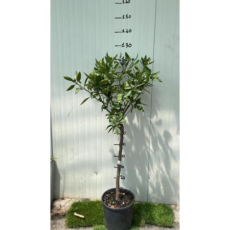 Vivaio Garden Forest – Mandarine Satsuma Miyagawa en pot 24 cm – Hauteur 140 cm – Agrume juteux sans pépins – Riche en vitamine C et potassium