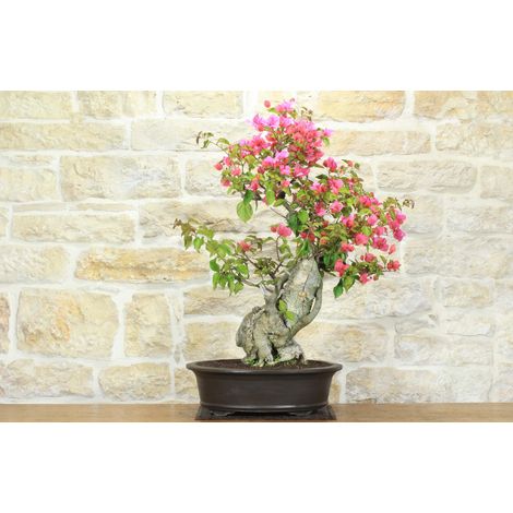 Bonsai di Bougainvillea Californiana (15) (1/5)