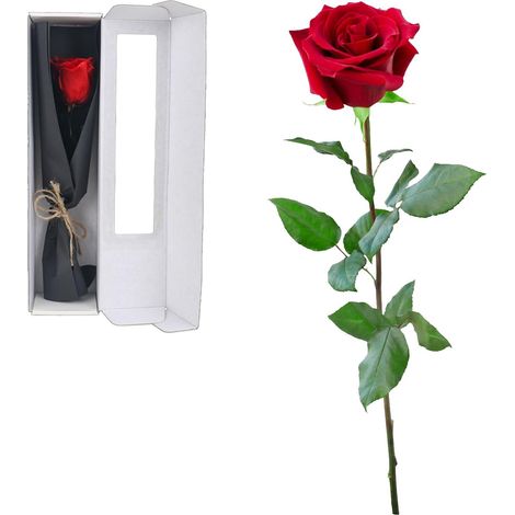 Ewige Rose – Unendlichkeitsrose am Stiel in einer Geschenkbox – Rosen für sie oder die Freundin – Konservierte Blumen – Muttertag und Weihnachten (1/5)