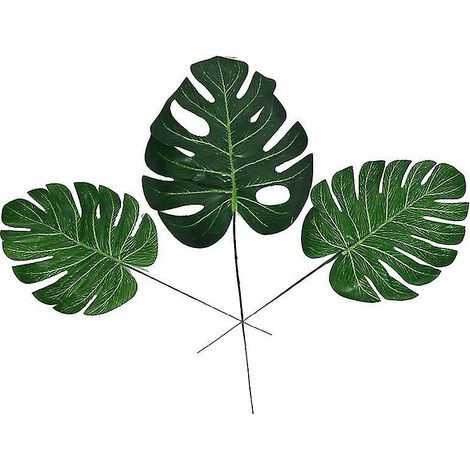 10 Stück Monstera-Pflanzen