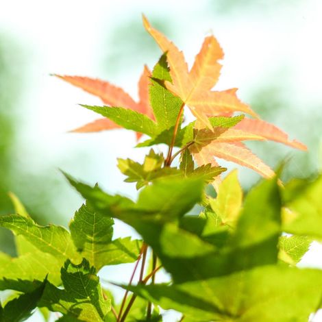 Érable du Japon Asahi-zuru, Acer palmatum/Pot de 3L - 40/60 cm