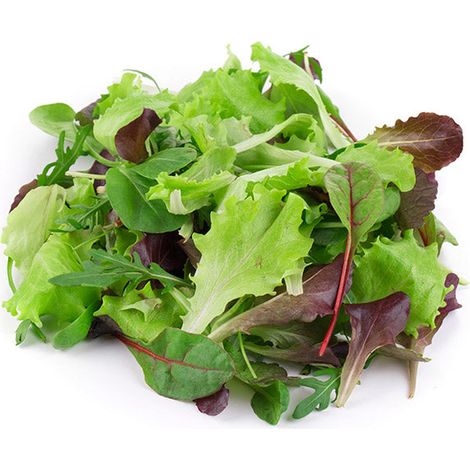 Semi di misticanza di lattughe piante per orto e giardino coltivazione domestica e professionale