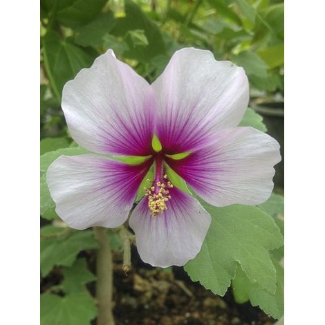 Lavatère maritime, Lavatère d'Espagne 'Bicolor' Godet de 8/9 cm (1/4)