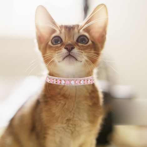 1 collier pour chien, en cuir rose orné de strass, tailles SS/S/M/L, accessoire photo et fête (1/5)