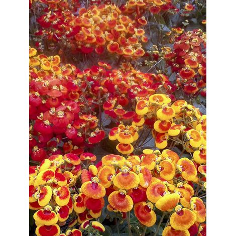 Calceolaire 'Sunset mixed' le sachet de 350 graines (0,01g) (1/2)