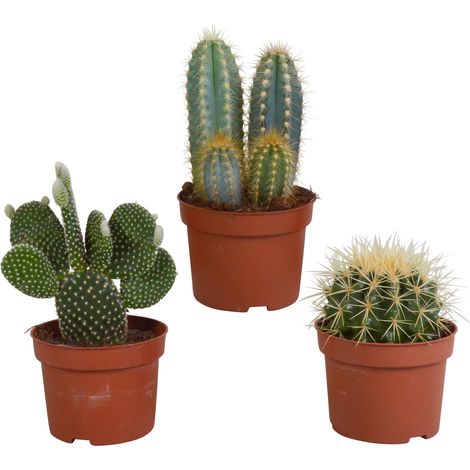 Mélange de 3 Cactus Naturels Variés, Plantes Grasses d'Intérieur Décoratives, Ø 10,5 cm - PANGIVO (1/5)