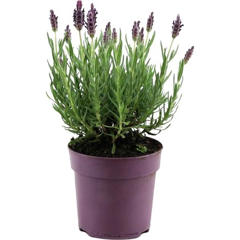Bloomique - Lavandula Stoechas Anouk - Lavande Papillon - Rustique - Plante balcon - Plante jardin - Hauteur 15-20 cm - Pot 10,5 cm