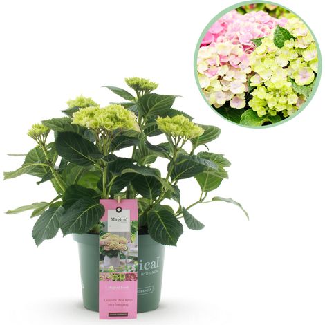 Hortensia de Jardin Hydrangea Magical Jewel Pink Rose 6-10 Fleurs Pot Ø 23 cm Hauteur 55 cm - PANGIVO (1/5)
